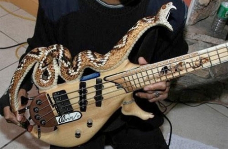 snake-bass-guitar-98036b16a84cb4d812a98638fc586f0e9ef2d70b